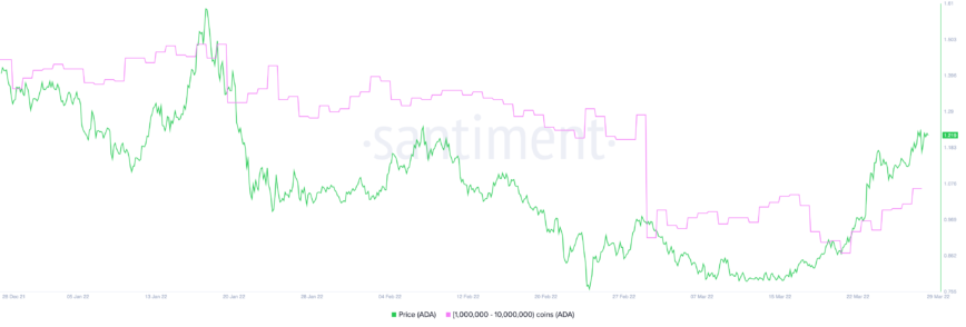 Activité du réseau Cardano