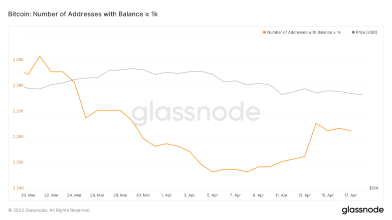 Équilibre des baleines Bitcoin